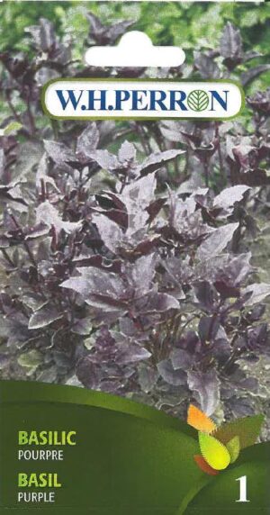 Basilic Pourpre / Purple Basil - Pépinière