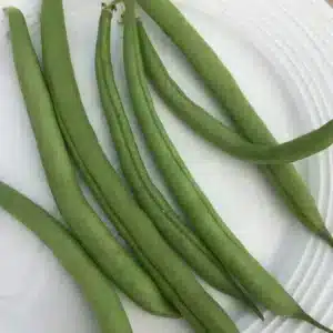 Tourne-Sol / Haricot Nain Vert ‘Provider’ - Pépinière