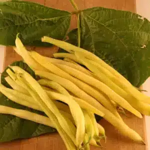 Tourne-Sol / Bush Bean ‘Gold Rush’ - Pépinière