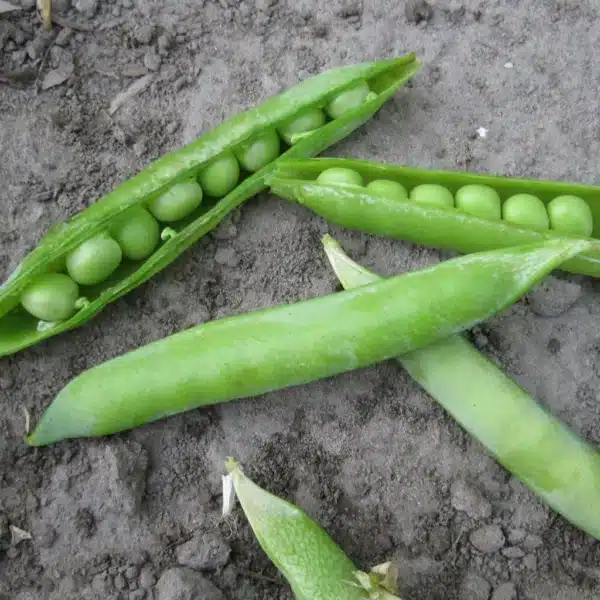 Tourne-Sol / Green Arrow Shelling Peas - Pépinière