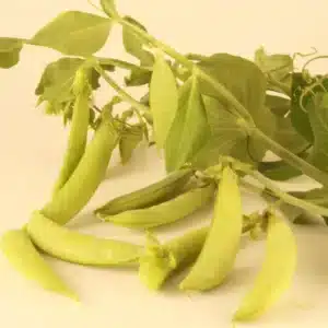 Tourne-Sol / Sugar Peas ‘Sugaree’ - Pépinière