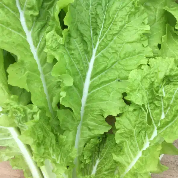 Tourne-Sol / Chinese Cabbage ‘Tokyo Bekana’ - Pépinière