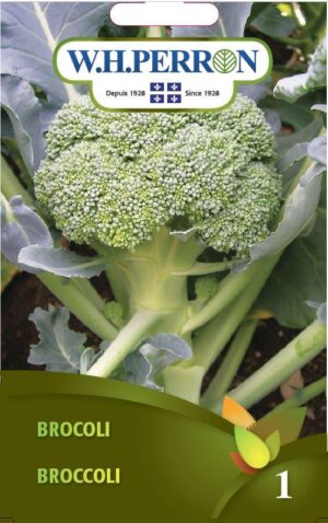 Brocoli / Broccoli - Pépinière