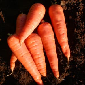Ecoumene / Carrot ‘Red Cored Chantenay’ / Biennial / Organic Seeds - Pépinière