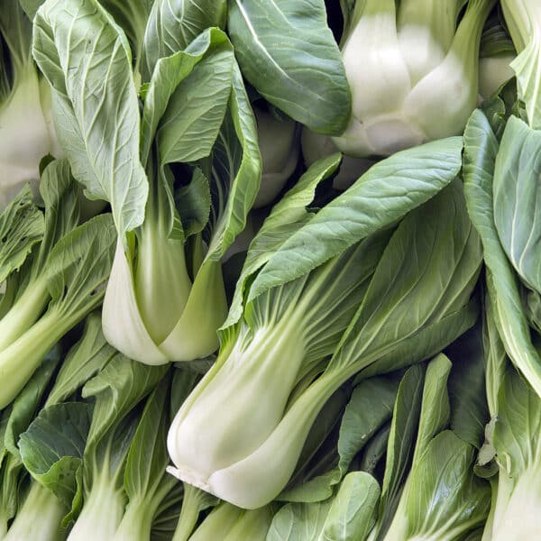 Ecoumene / Chinese cabbage ‘Pak-choi Shanghai’ / Annual Type / Organic Seeds - Pépinière