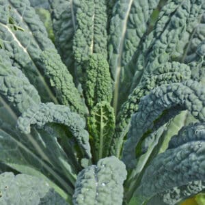 Ecoumene / Kale ‘Lacinato’ / Annual Type / Organic Seed - Pépinière