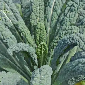 Écoumène / Chou Frisé Kale ‘Lacinato’ / Type Annuel / Semences Biologiques - Pépinière