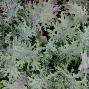 Écoumène / Chou-Frisé Kale ‘Red Ursa’ / Type Annuel / Semences Bio - Pépinière