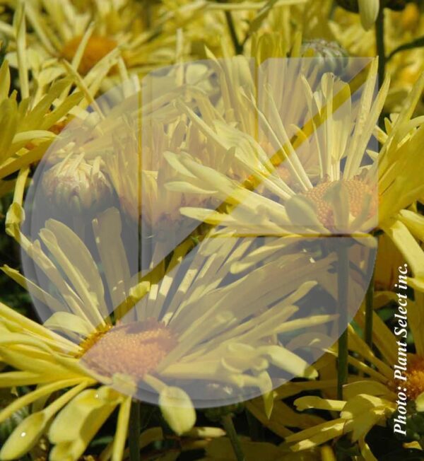 Chrysanthemun ‘Mammoth Yellow’ (Chrysanthème d’automne) - Pépinière