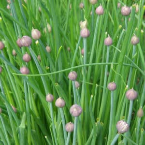 Ecoumene / Garden Chives / Perennial Type / Organic Seeds - Pépinière
