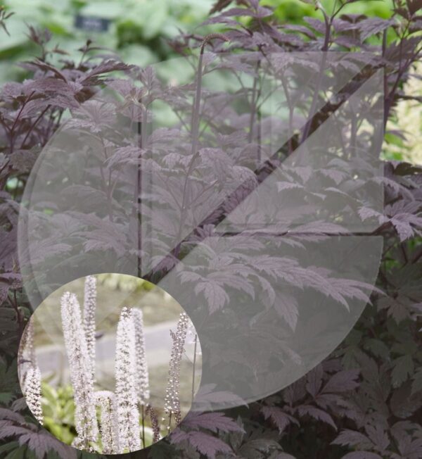 Cimicifuga racemosa ‘Hillside Black Beauty’ (Cierge d’argent) - Pépinière