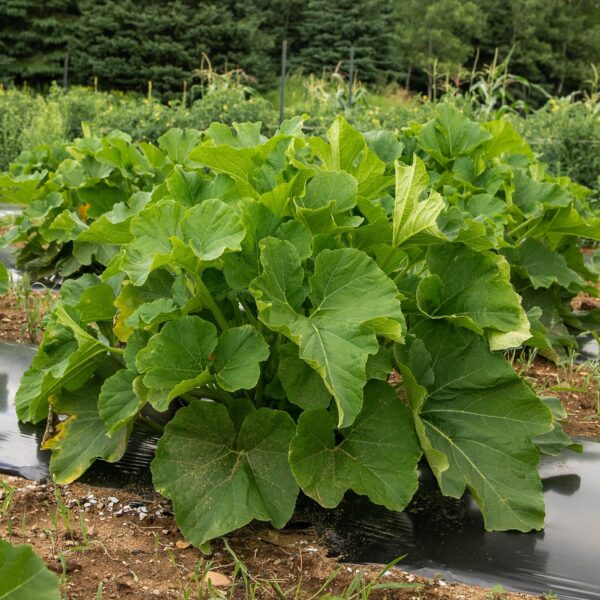 Ecoumene / Pumpkin ‘Cheyenne Bush’ / Annual Type / Organic Seeds - Pépinière