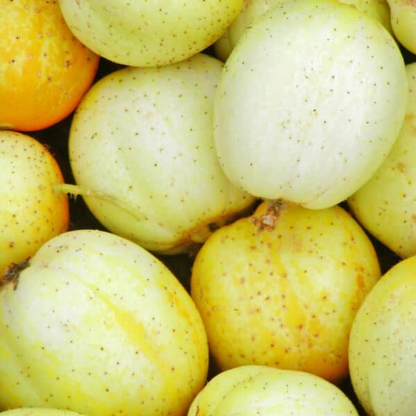 Ecoumene / Lemon Cucumber / Annual Type / Organic Seeds - Pépinière