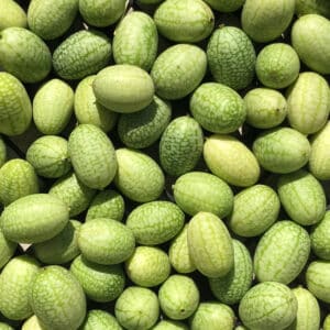 Ecoumene / Mexican Cucumber / Annual Type / Organic Seeds - Pépinière