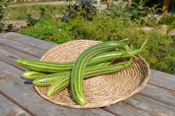 Ecoumene / Cucumber Snake / Annual Type / Organic Seeds - Pépinière