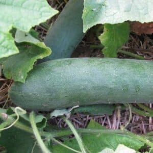 Ecoumene / Aunt Alice cucumber / Annual type / Organic seeds - Pépinière