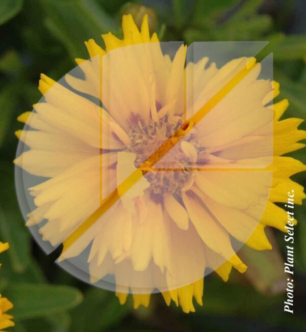 Coreopsis grandiflora ‘Rising Sun’ (Coréopsis à grande fleurs) - Pépinière