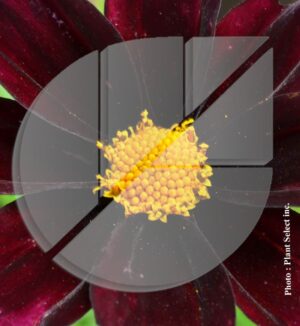 Coreopsis big bang ‘Mercury Rising’ (Coréopsis) - Pépinière