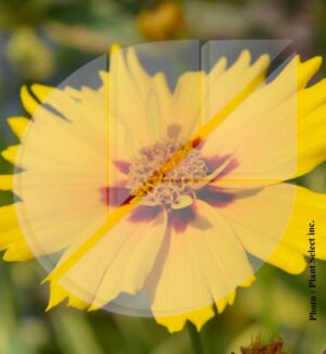 Coreopsis x Tequila Sunrise (Coréopsis) - Pépinière