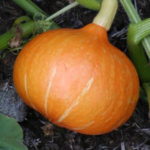 Ecoumene / Pumpkin Squash ‘Red Kuri’ / Annual Type / Organic Seeds - Pépinière