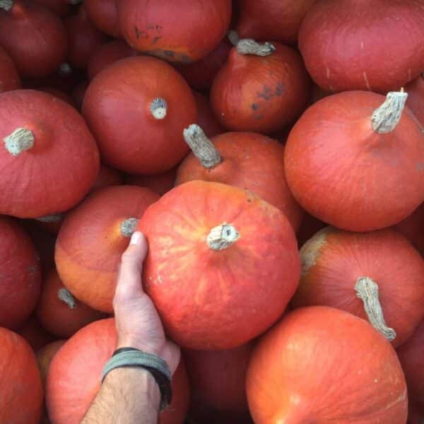 Ecoumene / Pumpkin Squash ‘Red Kuri’ / Annual Type / Organic Seeds - Pépinière