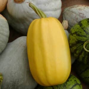 Ecoumene / Spaghetti Squash / Annual Type / Organic Seeds - Pépinière