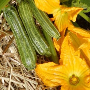 Ecoumene / Zucchini ‘Costata Romanesco’ / Annual Type / Organic Seeds - Pépinière