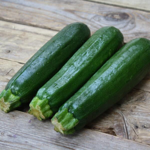 Ecoumene / Zucchini ‘Dark Green’ / Annual Type / Organic Seeds - Pépinière