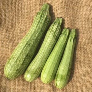 Ecoumene / Genovese zucchini / Annual type / Organic seeds - Pépinière
