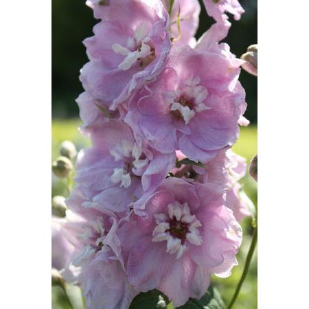Delphinium Magic Fountains ‘Cherry Blossom’ (Pieds d’alouette) - Pépinière
