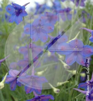 Delphinium grandiflora ‘Blue Butterfly’ (Pieds d’alouette) - Pépinière