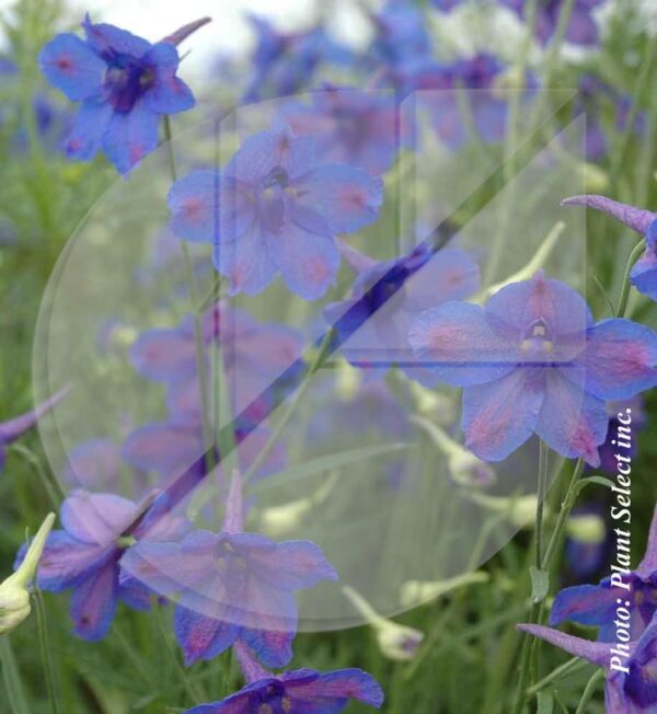 Delphinium grandiflora ‘Blue Butterfly’ (Pieds d’alouette) - Pépinière