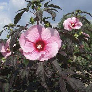 Hibiscus summerific ‘Summer Storm’ (Hibiscus vivaces) - Pépinière
