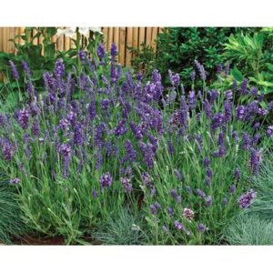 Lavandula angustifolia ‘Ellagance Purple’ (Lavande vraie) - Pépinière
