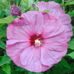 Hibiscus summerific ‘Berrylicious’ (Hibiscus vivaces) - Pépinière
