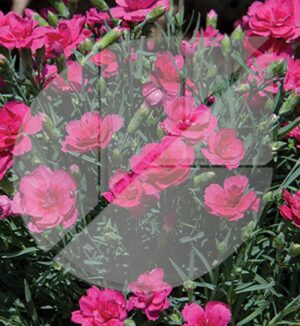 Dianthus ‘Everlast Dark Pink’ (Oeillet des montagnes) - Pépinière