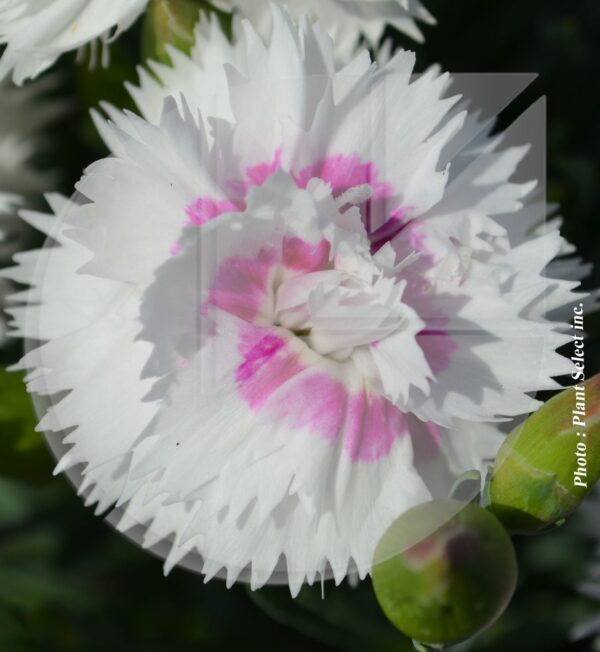Dianthus ‘Everlast White Eye’ (Oeillet des montagnes) - Pépinière