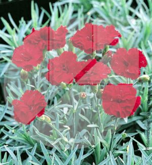 Dianthus gratianopolitanus ‘Frosty Fire’ (Oeillet) - Pépinière