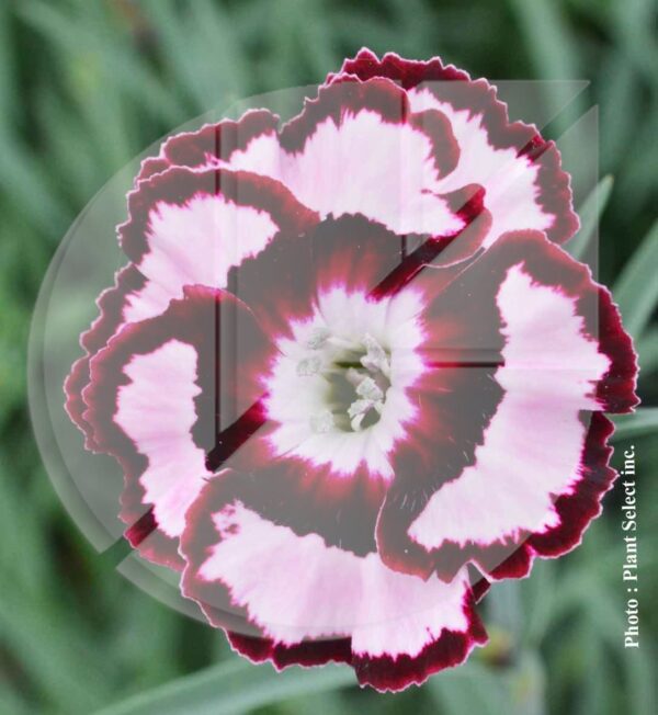 Dianthus x ‘Raspberry Swirl’ (Oeillet) - Pépinière