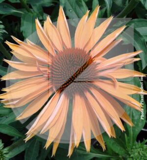 Echinacea x ‘Big Kahuna’ (Échinacée) - Pépinière