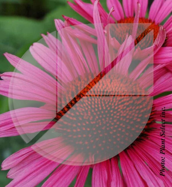 Echinacea purpurea ‘Fatal Attraction’ (Échinacée pourpre) - Pépinière