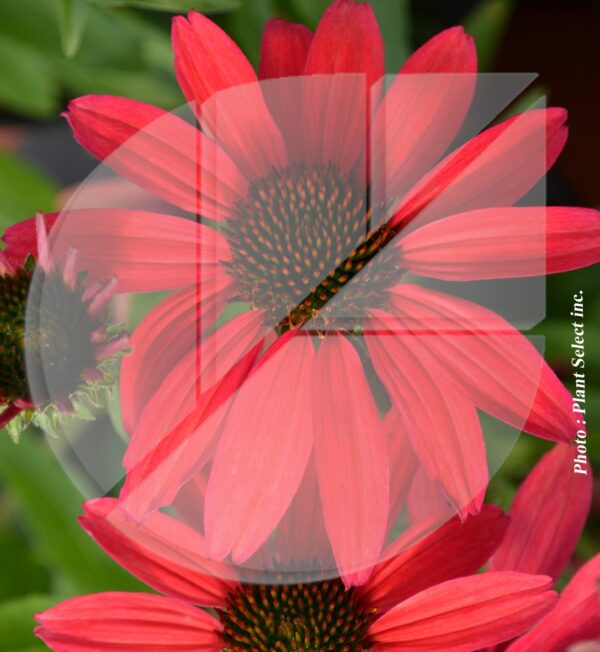 Echinacea purpurea ‘Glowing Dream’ (Échinacée pourpre) - Pépinière