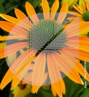 Echinacea x ‘Now Cheesier’ (Échinacée) - Pépinière
