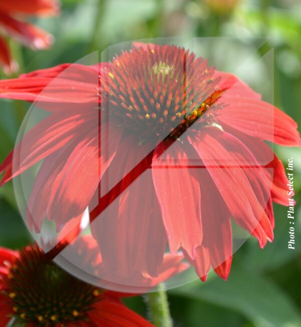 Echinacea série Sombrero ‘Salsa Red’ (Échinacée) - Pépinière