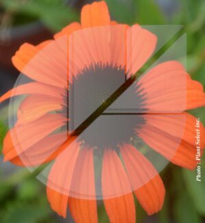 Echinacea x ‘Tangerine Dream’ (Échinacée) - Pépinière