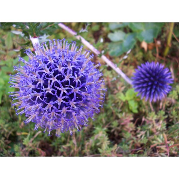 Echinops ritro ‘Blue Globe’ (Chardon bleu) - Pépinière