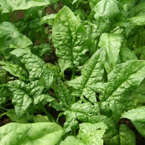Ecoumene / Spinach ‘Giant Winter’ / Annual Type / Organic Seeds - Pépinière
