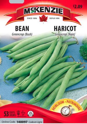 Haricot ‘Greencrop’ – Bean - Pépinière