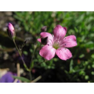 Gypsophila repens ‘Rosea’ (Souffle de bébé) - Pépinière
