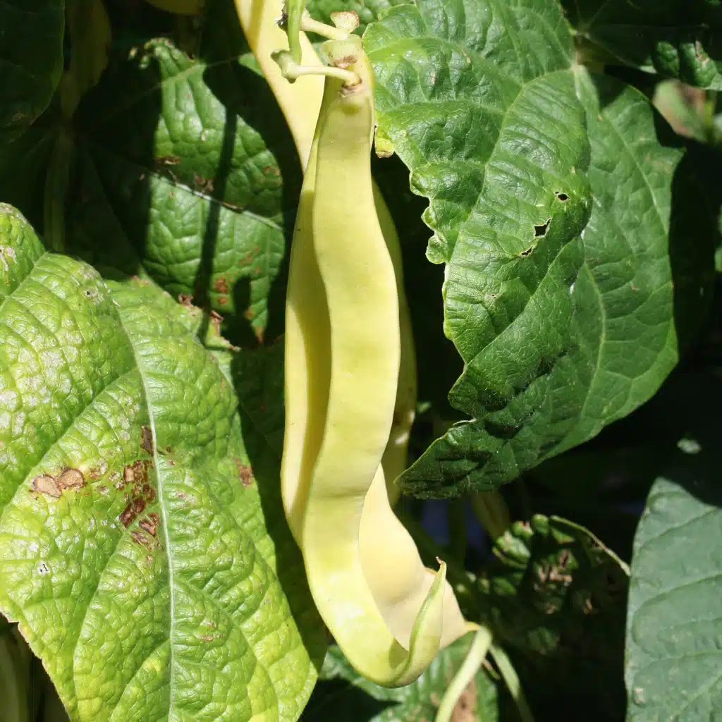 Snap Pole bean 'Gold Marie' | Online gardening products